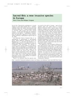 Sacred Ibis: a new invasive species in Europe
