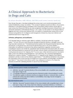 A Clinical Approach to Bacteriuria in Dogs and Cats
