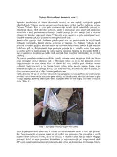Gojenje šitak na lesu v domačem vrtu (1) - …