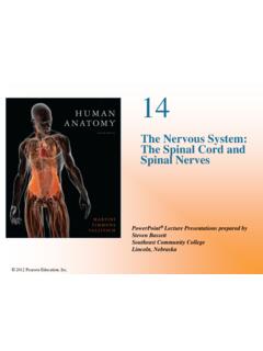 The Nervous System: Spinal Nerves - Napa Valley College