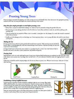 Pruning Young Trees - TreesAreGood