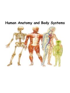 Human Anatomy and Body Systems