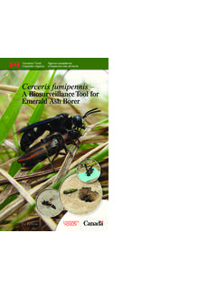 Cerceris fumipennis – A BiosurveillanceTool for Emerald ...