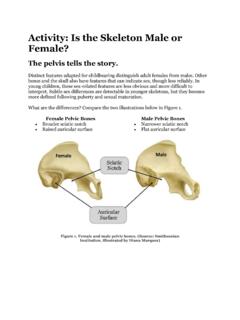 Activity: Is the Skeleton Male or Female?
