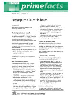 Leptospirosis in cattle herds - Department of Primary ...
