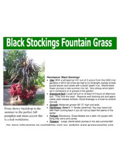 Pennisetum ‘Black Stockings’ - Grower's Outlet
