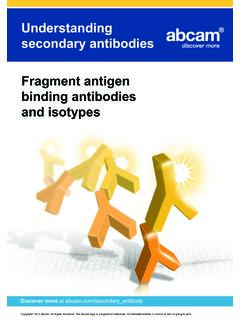 Understanding secondary antibodies Fragment …