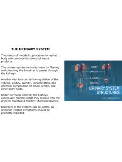 THE URINARY SYSTEM - University of Cincinnati