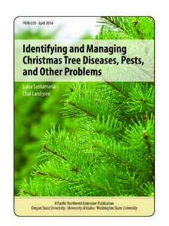Identifying and Managing Christmas Tree Diseases, Pests ...