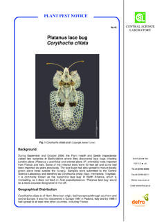 Platanus lace bug Corythucha ciliata - UK Plant …