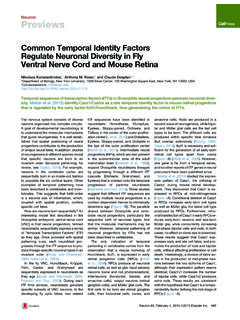 Common Temporal Identity Factors Regulate Neuronal ...