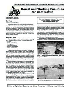 Corral and Working Facilities for Beef Cattle - DocuShare