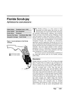 Florida Scrub-jay - FWS