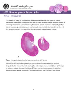 Kidney - Introduction - National Toxicology Program