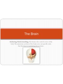The Brain - icuf.org