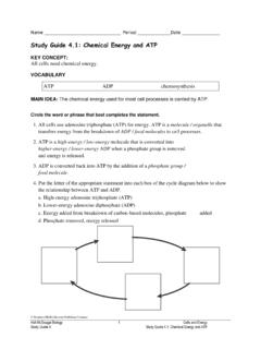 Study Guide 4.1: Chemical Energy and ATP