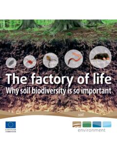 Why soil biodiversity is so important - European Commission