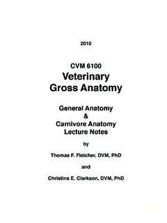 CVM 6100 Veterinary Gross Anatomy - University of …