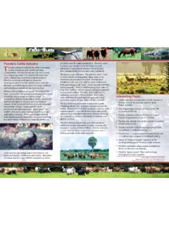 Florida’s Cattle Industry Interesting Facts