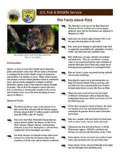 The Facts about Rats - U.S. Fish and Wildlife Service