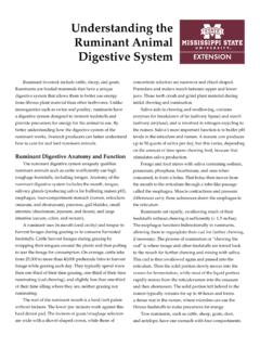Understanding the Ruminant Animal Digestive System