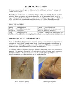 FETAL PIG DISSECTION 2b - Faculty Web Sites