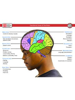 Functional Areas of the Brain - Milwaukee School of ...