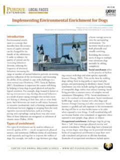 Implementing Environmental Enrichment for Dogs