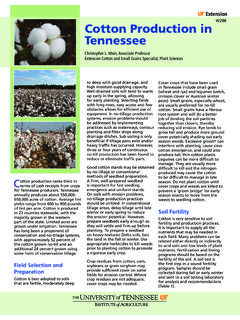 Cotton Production in Tennessee - UT Crops