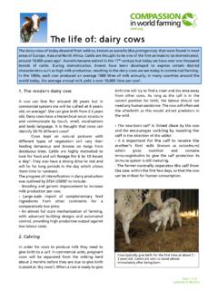 The life of: dairy cows - Compassion in World Farming