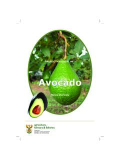 Avocado prod.guideline A4 - nda.agric.za