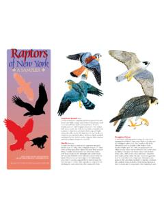 Raptors of NYS- Conservationist Centerfold