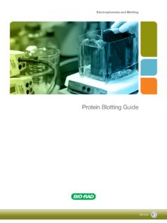 Protein Blotting Guide - Bio-Rad Laboratories