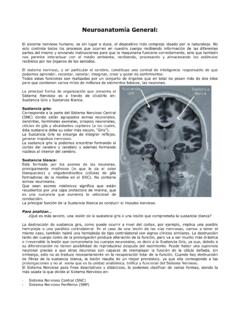 Neuroanatom&#237;a General - UFRO