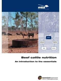Beef cattle nutrition - FutureBeef