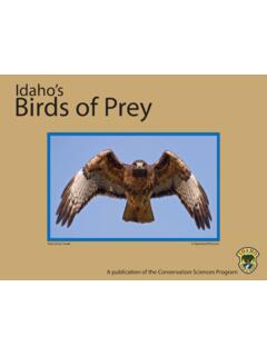 Idaho's Birds of Prey - Idaho Department of Fish and Game