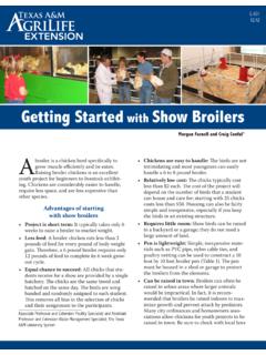 Getting Started with Show Broilers - Poultry