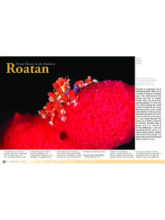 Roatan Diving Heaven in the Honduras sponge - X-Ray Mag