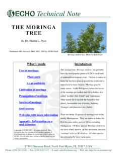 THE MORINGA TREE - CHE Network