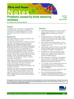 Problems caused by birds attacking - Wildcare …