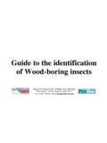 Guide to the identification of Wood-boring insects
