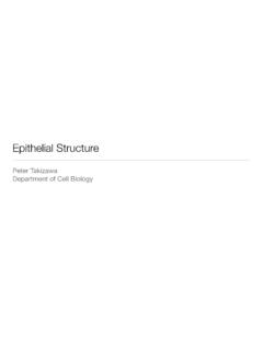 Epithelial Structure - Yale University