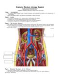 Anatomy Review: Urinary System - …