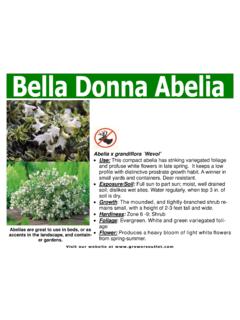 Abelia Bella Donna - growersoutlet.com