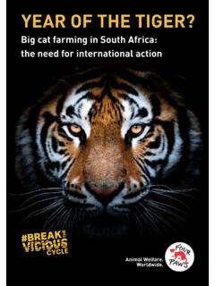 Big cat farming in South Africa: the need for ...