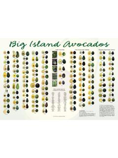 Big Island Avocados - HawaiiFruit.net