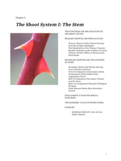Chapter 5 The Shoot System I: The Stem