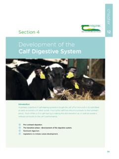 Development of the Calf Digestive System