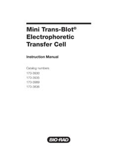 Mini Trans-Blot Electrophoretic Transfer Cell - Bio-Rad