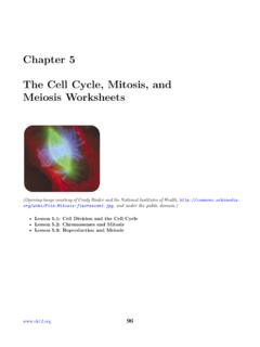 Chapter 5 The Cell Cycle, Mitosis, and Meiosis Worksheets